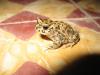 marokoimg_5308