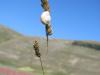 castelluccio25